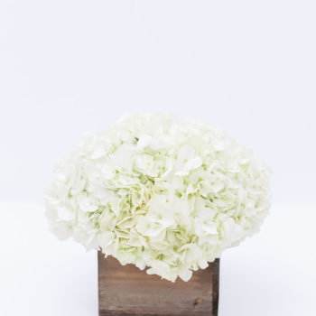 Happy Hydrangea Compote Centerpiece